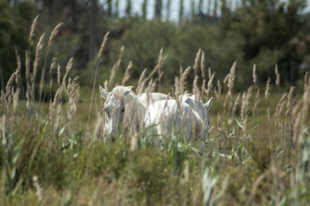 לינה וארוחת בוקר אלברון Bergerie D'Alivon En Camargue מראה חיצוני תמונה
