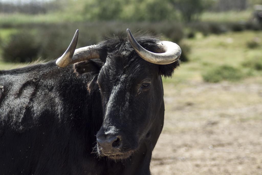 לינה וארוחת בוקר אלברון Bergerie D'Alivon En Camargue מראה חיצוני תמונה