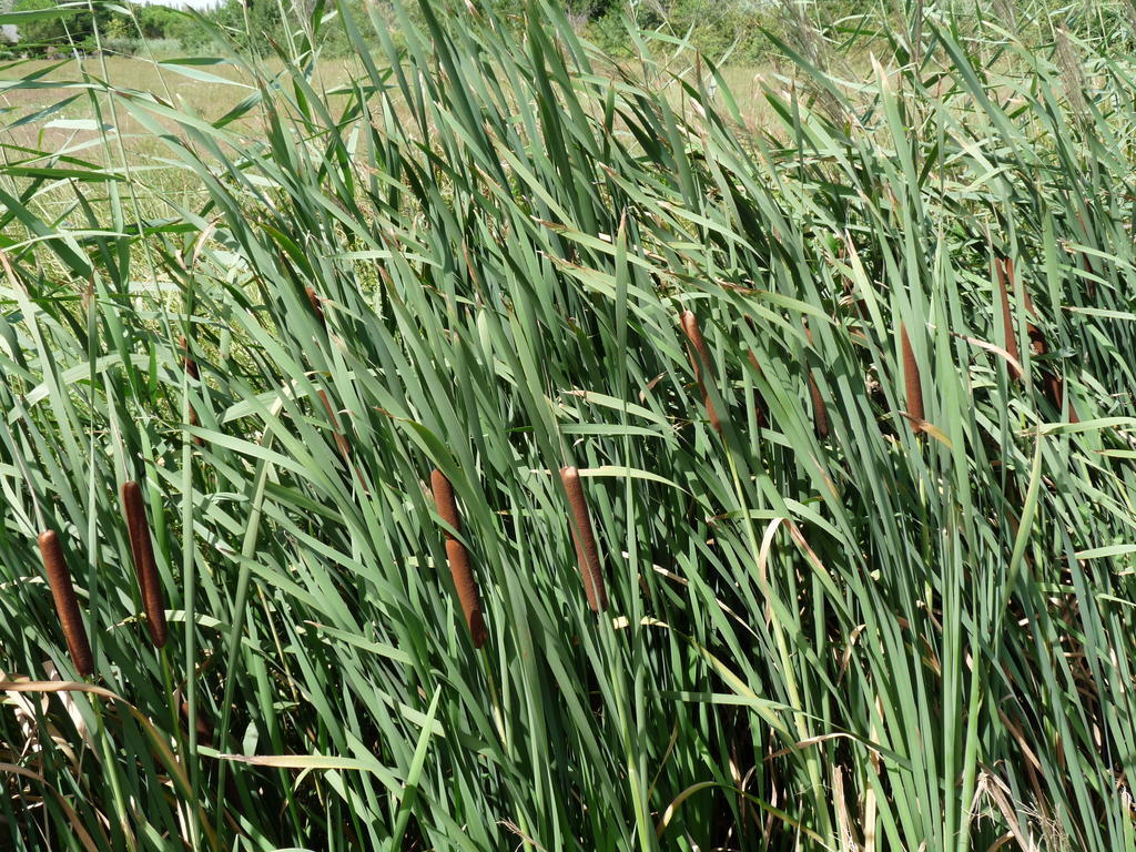 לינה וארוחת בוקר אלברון Bergerie D'Alivon En Camargue מראה חיצוני תמונה