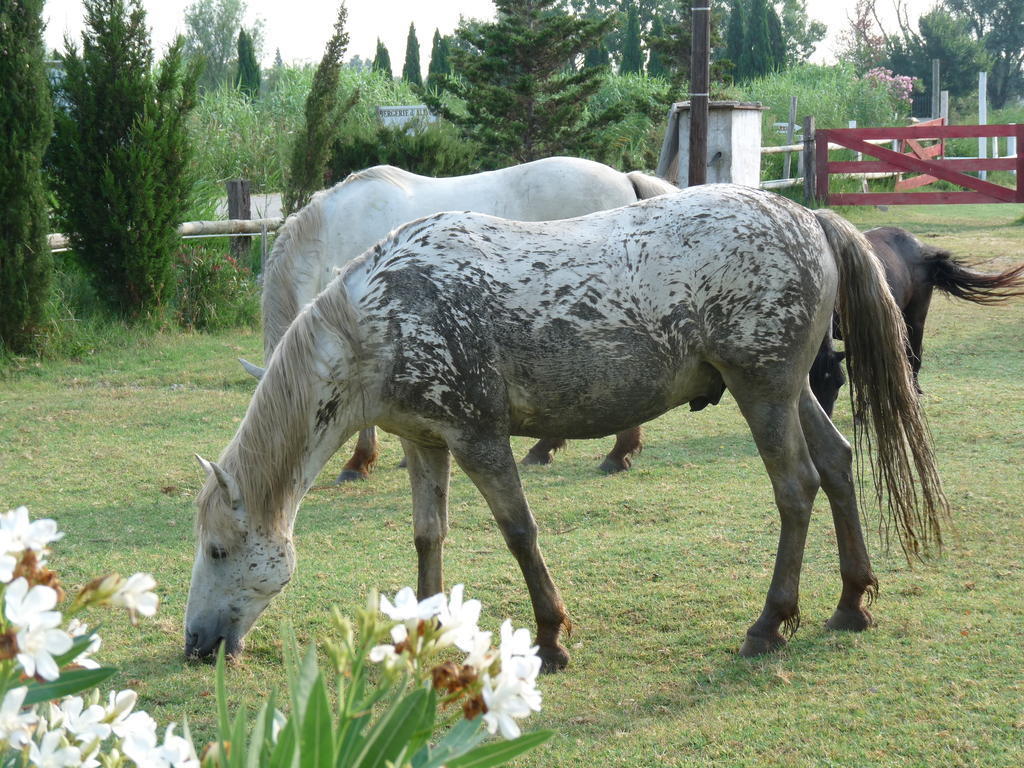 לינה וארוחת בוקר אלברון Bergerie D'Alivon En Camargue מראה חיצוני תמונה