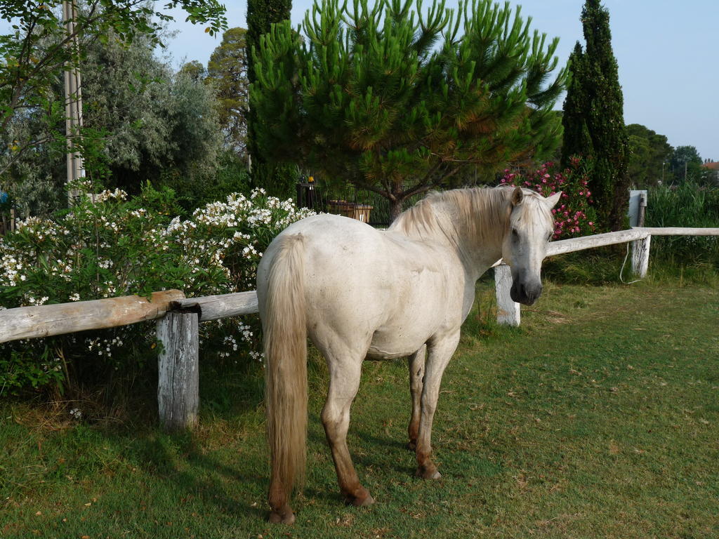 לינה וארוחת בוקר אלברון Bergerie D'Alivon En Camargue מראה חיצוני תמונה
